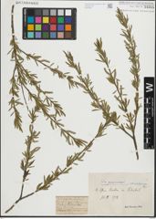 Foto von Salix purpurea L.